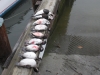 DSCN0340